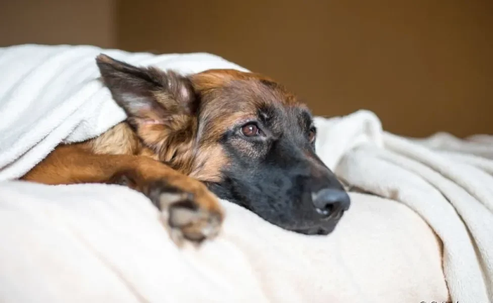 A toxoplasmose em cães é uma doença que precisa de atenção. Saiba mais sobre o quadro