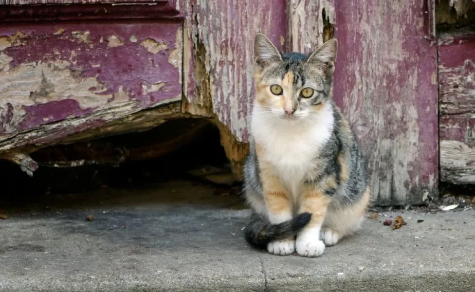 Gato feral: conheça mais sobre esse tipo de felino