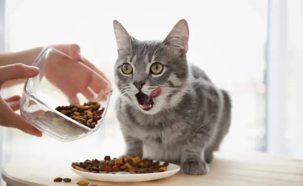 Alimentação do gato: veja por que alguns nutrientes são tão importantes para a saúde felina