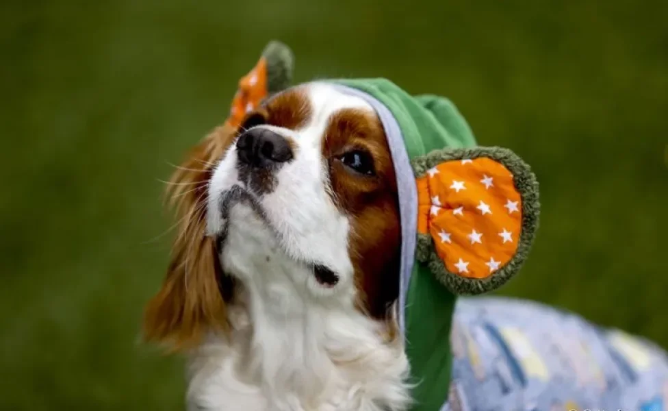 Saiba tudo sobre raça de cachorro Cavalier King Charles Spaniel, só tome cuidado para não se apaixonar! 