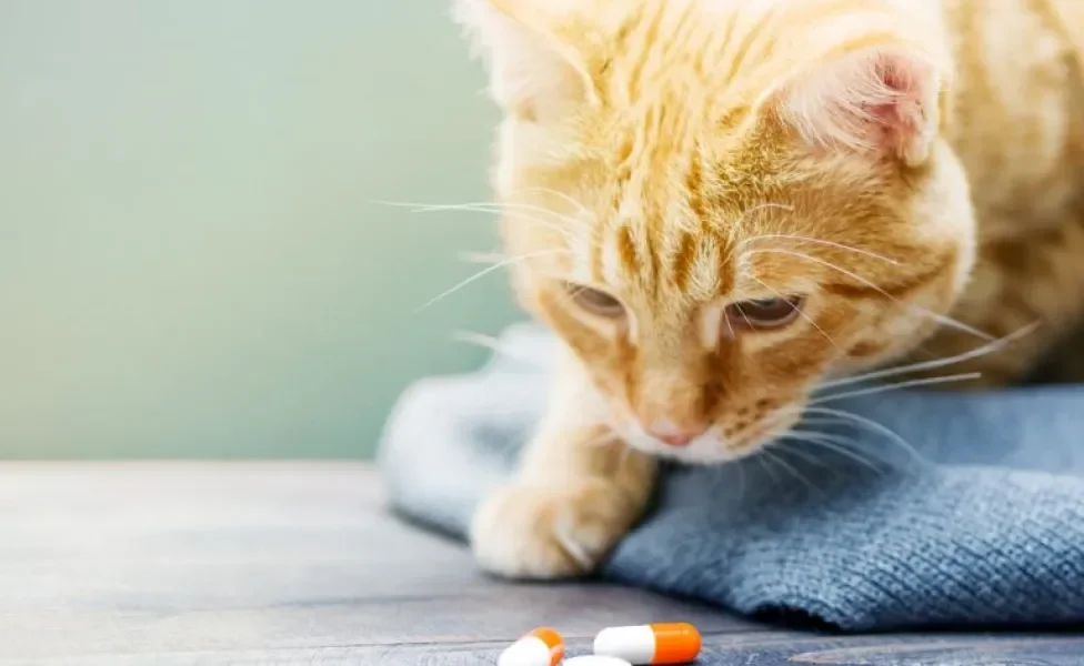Como melhorar a imunidade do seu gato? Será que o uso de suplementos é uma opção? Descubra a seguir