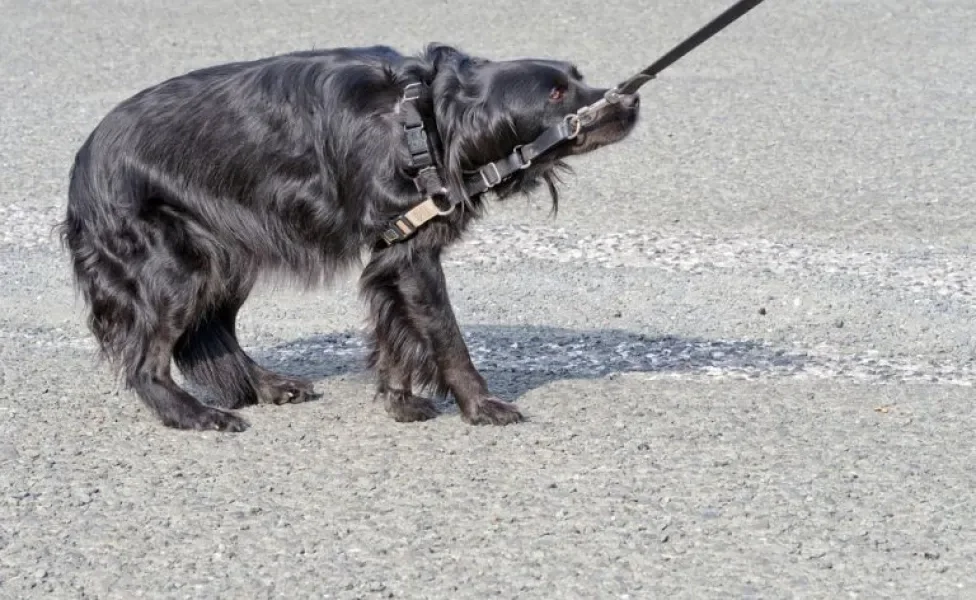 Cachorro medroso: entenda o que fazer na hora dos passeios