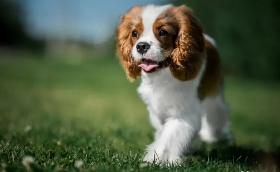 Conhaça 5 raças de cachorro pequeno que são exemplos de doçura e carinho
