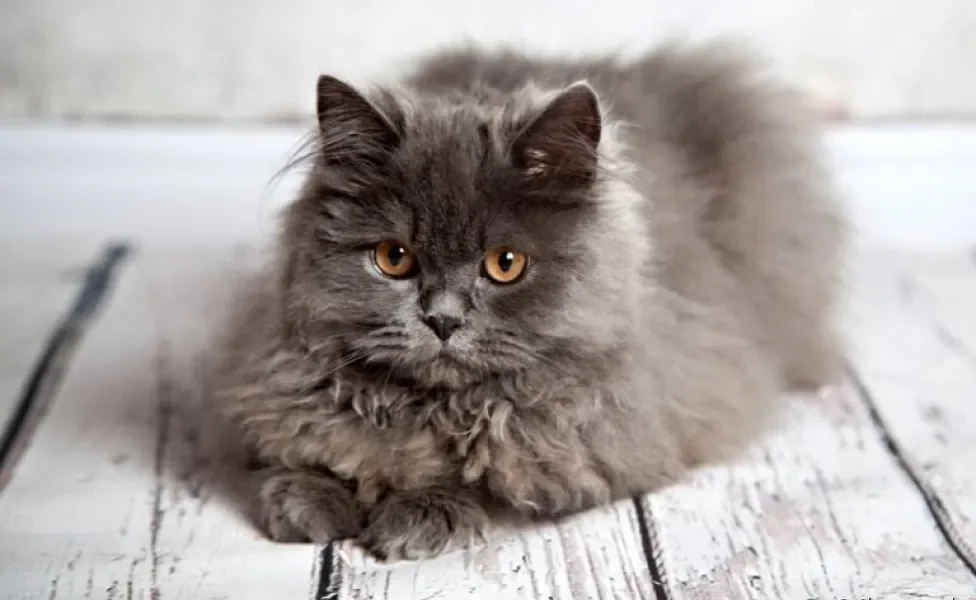 Gato obeso: raças como o gato Persa tem mais chances de engordar se não receber os cuidados ideais