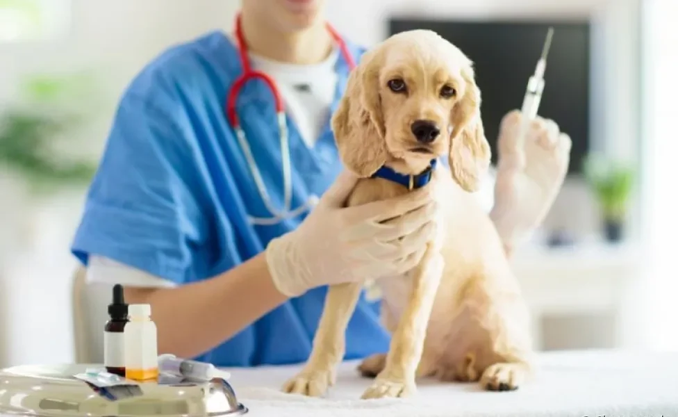 Vacina para cachorro: veja algumas vantanges da imunização