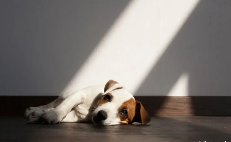 O botulismo canino é uma doença rara que atinge o sistema nervoso do cachorro