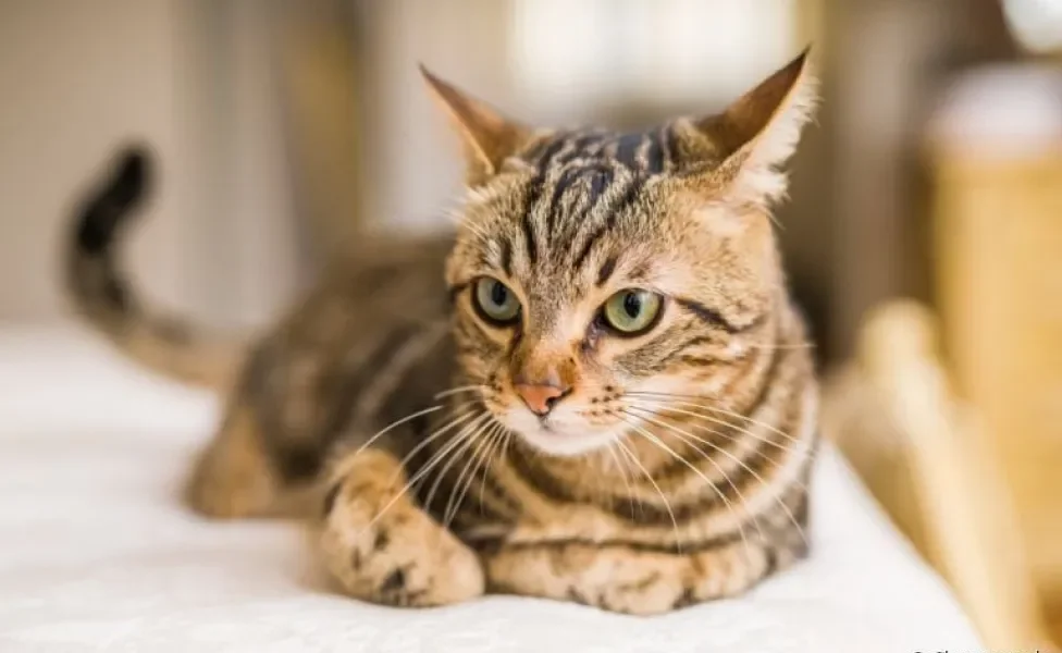 O cio de gato provoca diversas mudanças hormonais e comportamentais