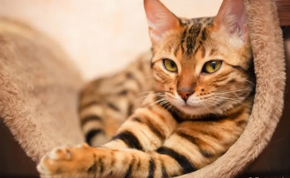 O gato Bengal tem um comportamento que une seu lado selvagem e doméstico. Saiba tudo sobre a personalidade da raça!