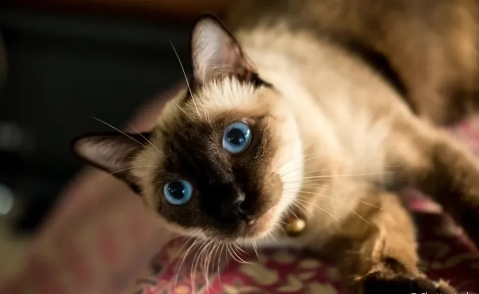 Nomes para gatos siamês: ainda não sabe como chamar seu felino? Veja nossa lista com 100 opções!