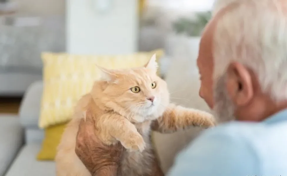 Gatos e idosos podem ter uma maravilhosa relação. Confira as melhores raças para fazer companhia para os mais velhinhos!