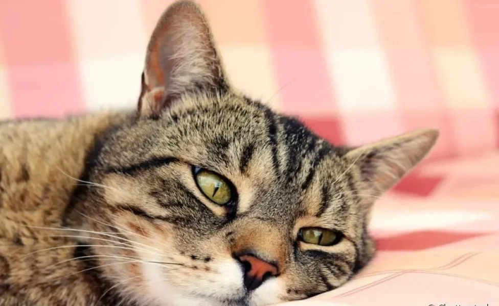 A infecção urinária em gatos pode ser prevenida com alguns cuidados