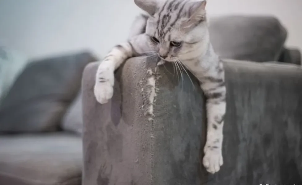 O arranhador de sofá impede que o móvel seja alvo das unhas do gato