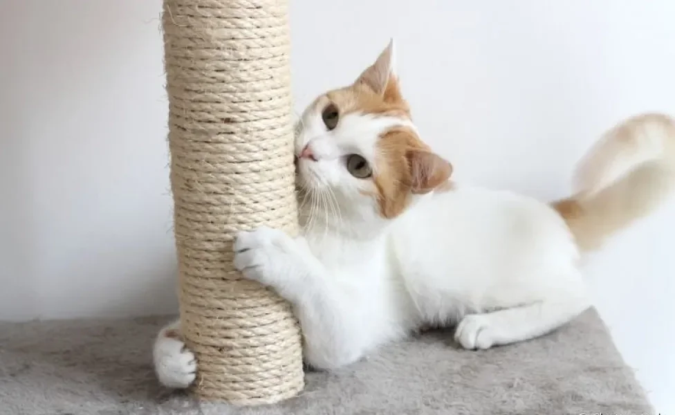 Existem diferentes arranhadores para gatos, como o modelo de papelão e o tradicional, normalmente feito com sisal