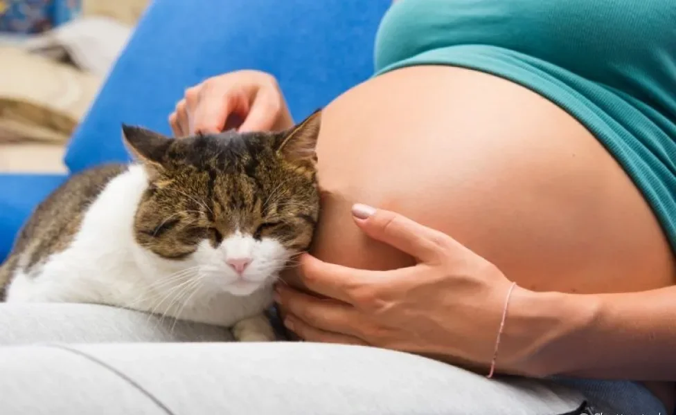Será que grávida pode ter gato? Descubra a resposta a seguir!