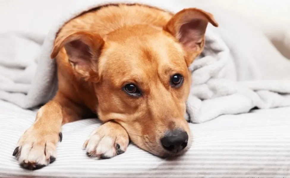 A leishmaniose canina é uma doença grave. Saiba quais sãos os sintomas e como identificar!
