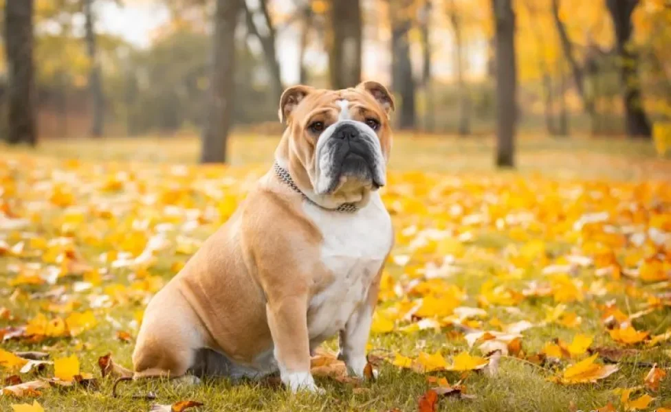 A saúde do Bulldog Inglês é frágil e precisa de cuidados ao longo da vida