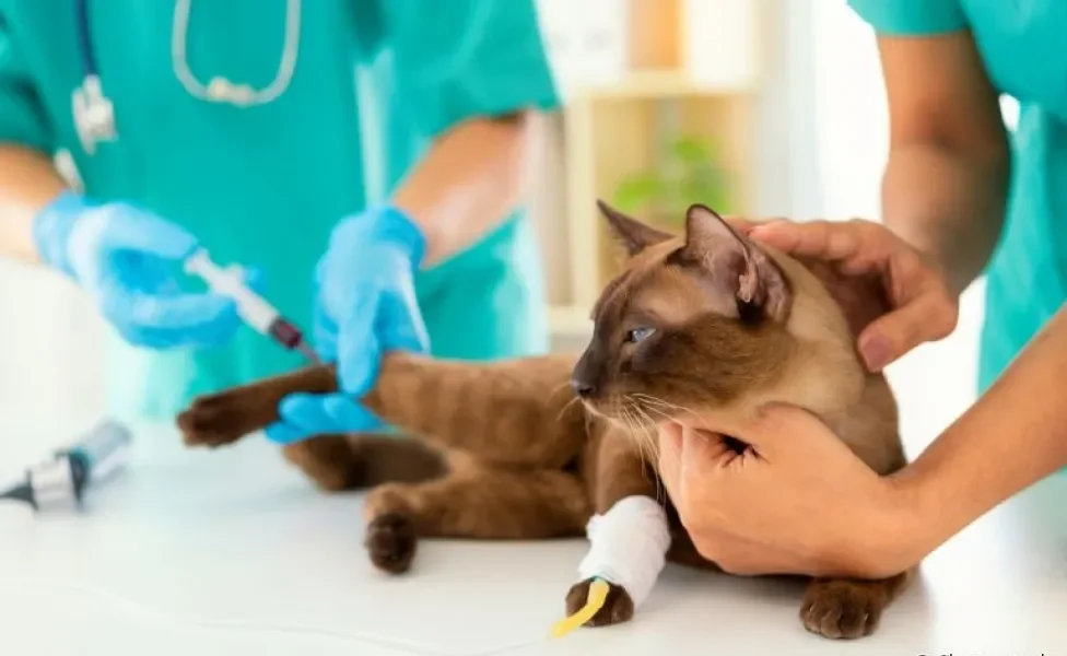 A consulta veterinária e o check-up anual são essenciais para garantir a saúde do gato