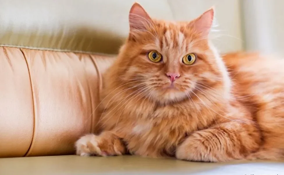 Os gatos laranjas são carinhosos e grandes amigos dos humanos. Saiba mais sobre bichanos com essa cor