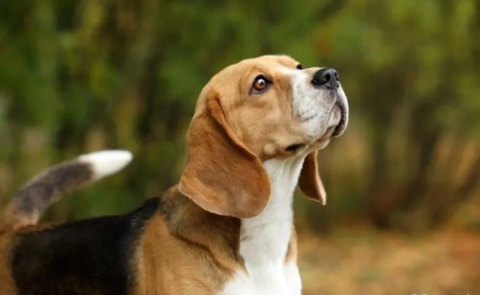 O lúpus canino é uma doença autoimune que precisa de tratamento ao longo de toda a vida