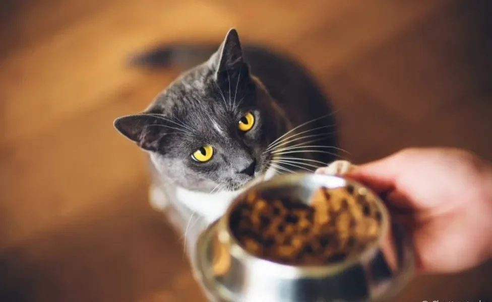 Será que o sachê para gatos é tão nutritivo quanto a ração seca?