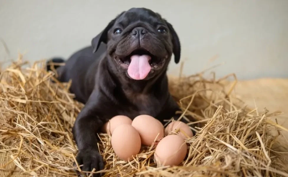 Dar ovo para cachorro pode ajudar a incrementar a alimentação do pet