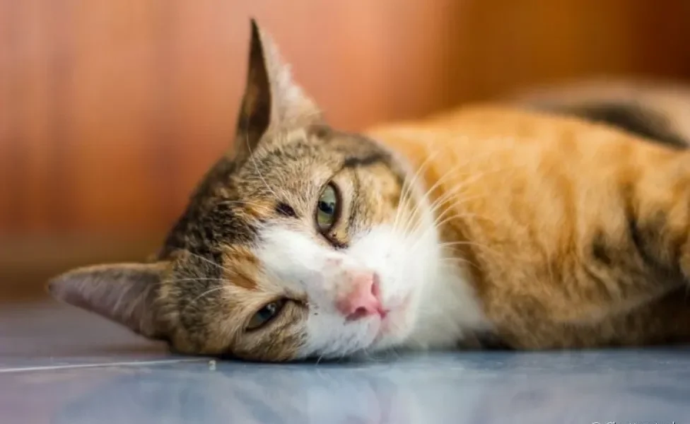 A esportricose felina é uma doença grave que causa lesões e feridas nos gatos afetados