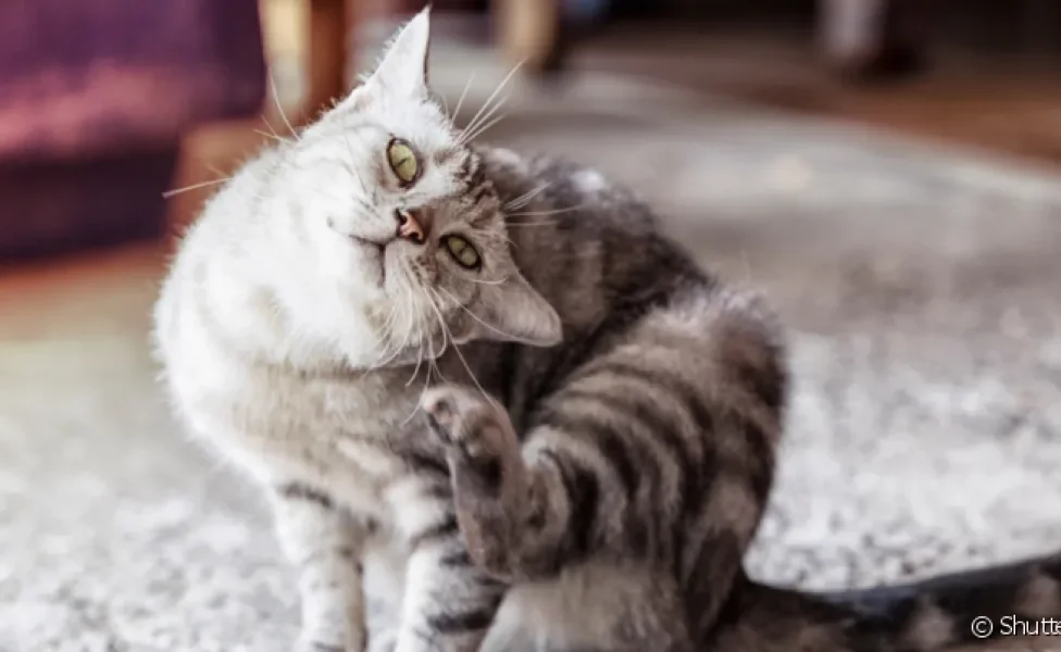 O carrapato em gato pode trazer uma série de problemas para o bem-estar do pet