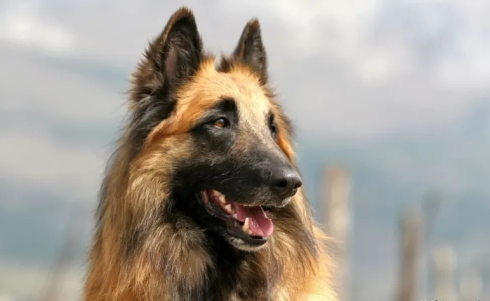 O Pastor Belga é uma raça conhecida por sua personalidade leal e protetora, um típico cão de guarda