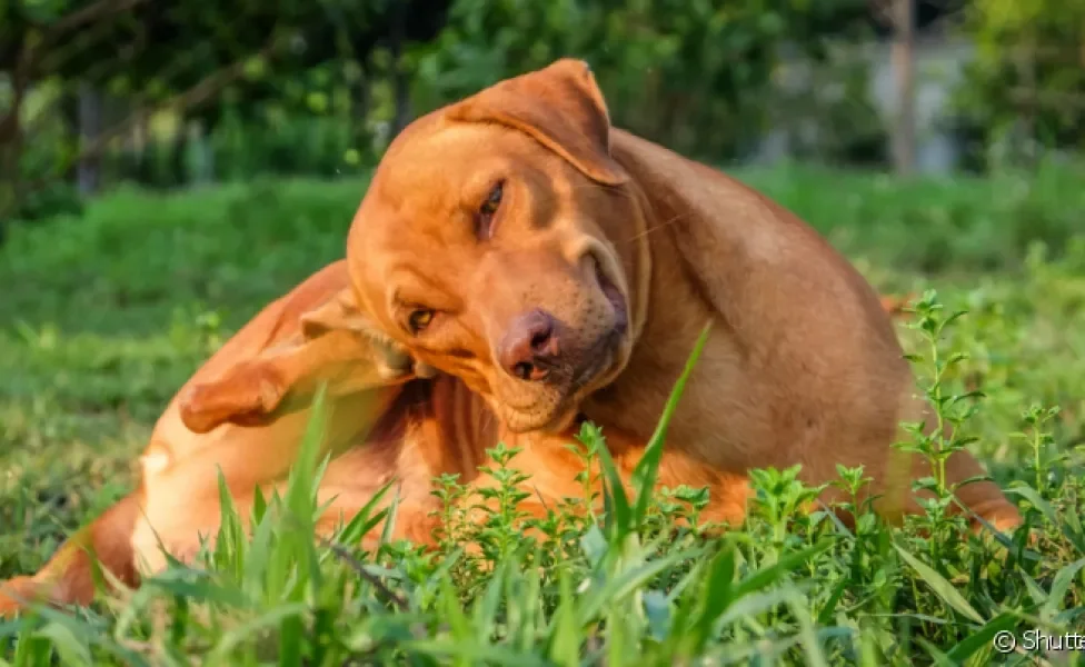  A piodermite canina é uma doença de pele mais comum do que se imagina