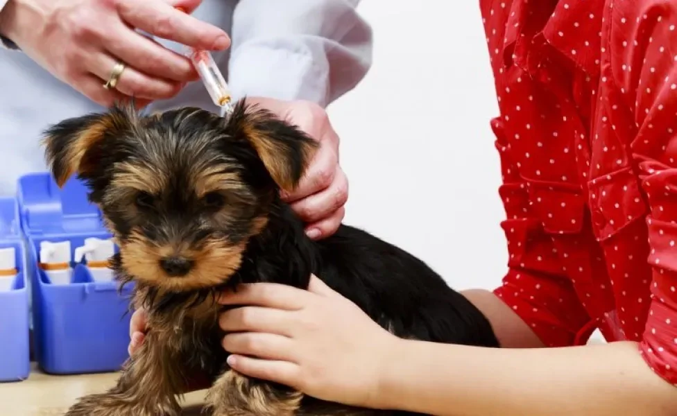 A vacina para cachorro filhote garante uma vida saudável e protegida para o seu pet