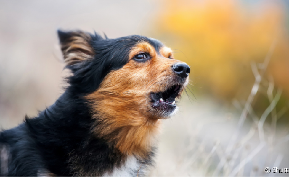 O cachorro latindo pode ter diferentes entonações e representar várias situações