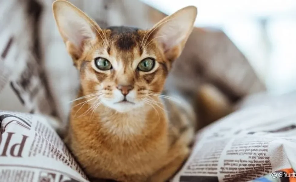 O gato Abissínio é um felino que encanta os lares de muitas famílias