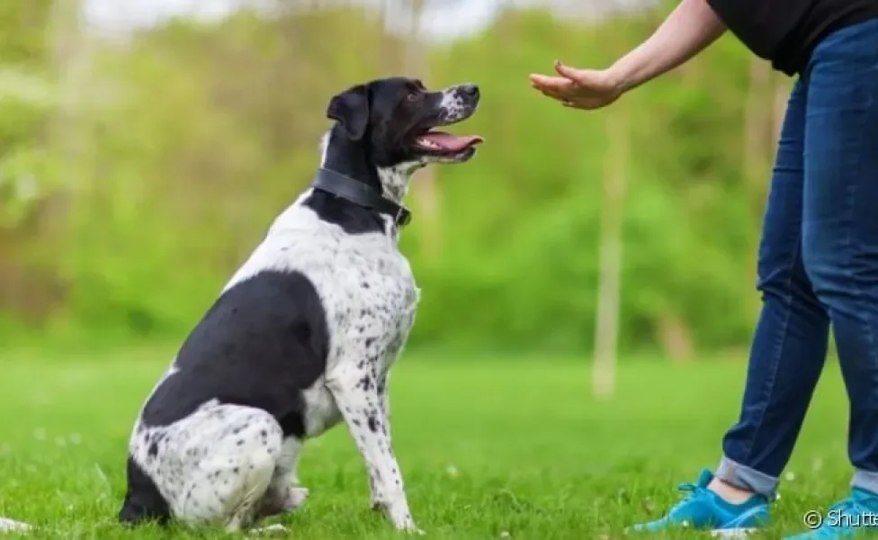 O adestramento de cães é essencial para pets que apresentam alguns sinais específicos no seu comportamento
