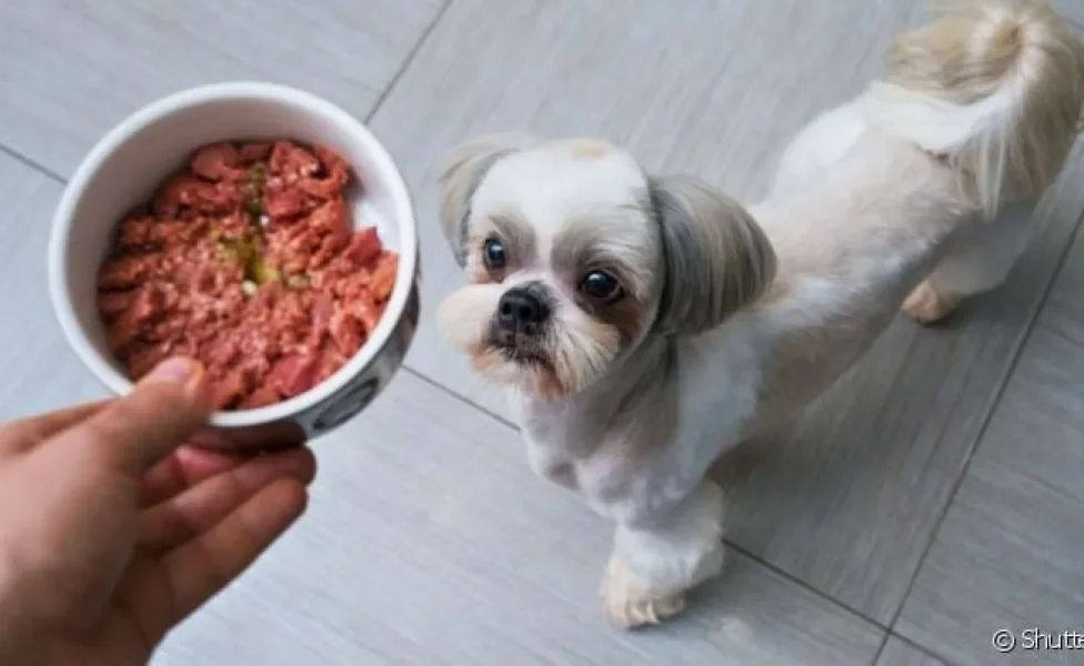 O cachorro pode comer comer carne de porco com algumas condições de preparo