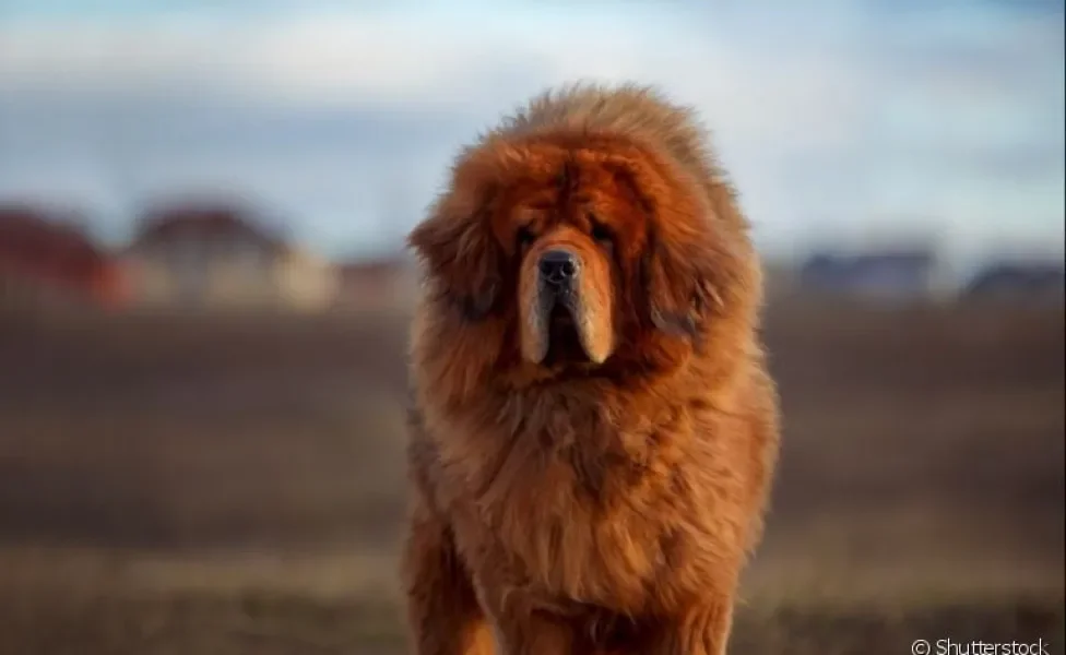 Conheça tudo sobre a personalidade do cachorro gigante Mastim Tibetano