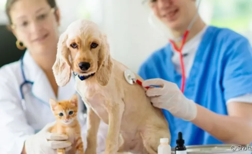 O veterinário pode atuar nas mais diversas áreas de promoção da saúde animal