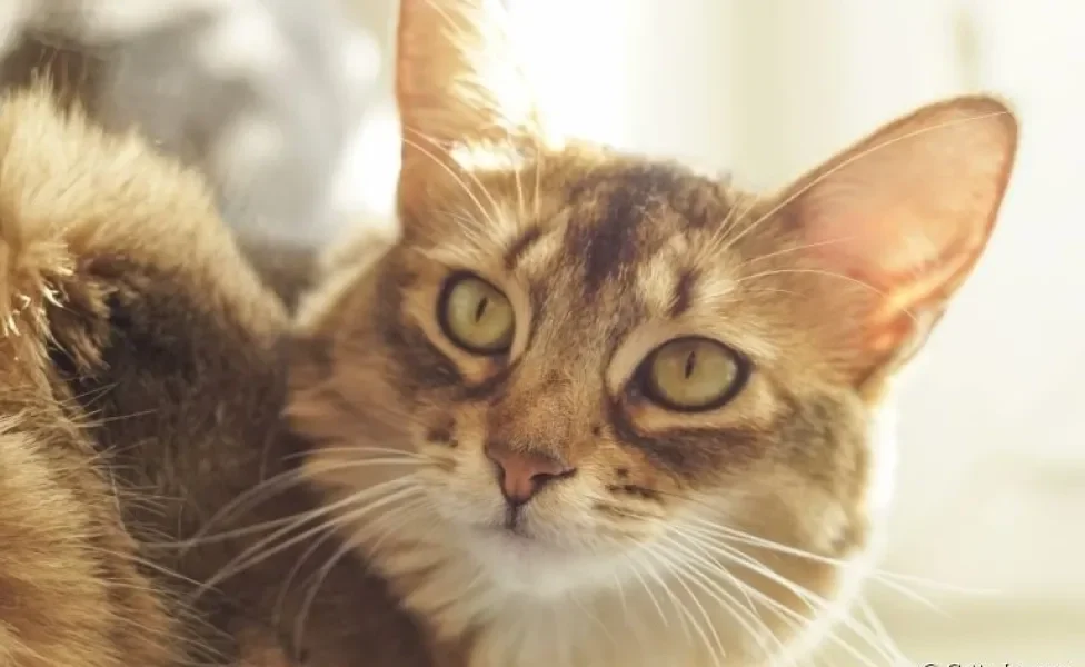 O gato Abissínio tem um jeitinho extremamente cativante e uma aparência peculiar