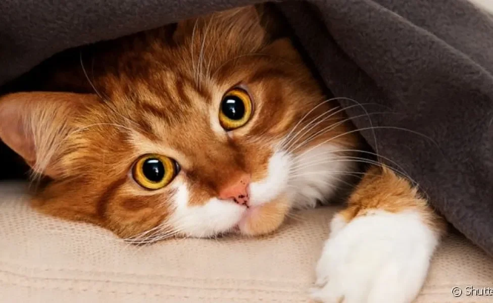 Os sinais de gato nem sempre são claros, mas aprender a reconhecer as expressões faciais felinas faz muita diferença