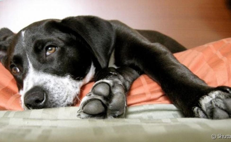A giardíase canina é uma doença parasitária que pode levar o pet à morte se não for bem tratada