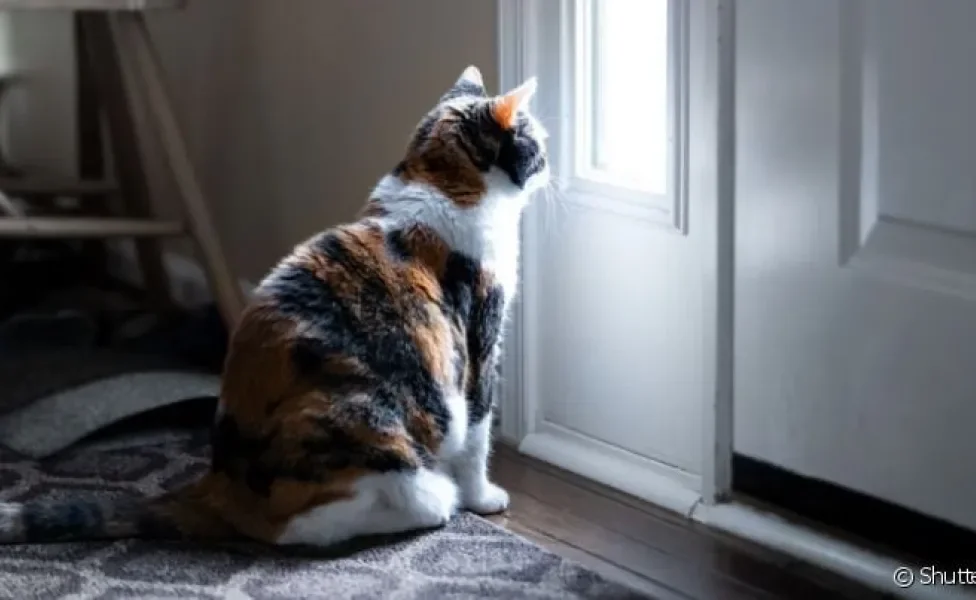 Idade do pet é um fator importante para determinar quantos dias um gato pode ficar sozinho