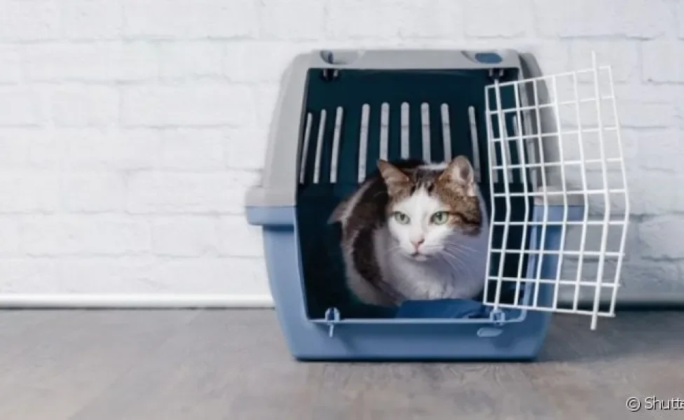 A caixa de transporte para gatos precisa ter um espaço interior grande o suficiente para o pet se movimentar