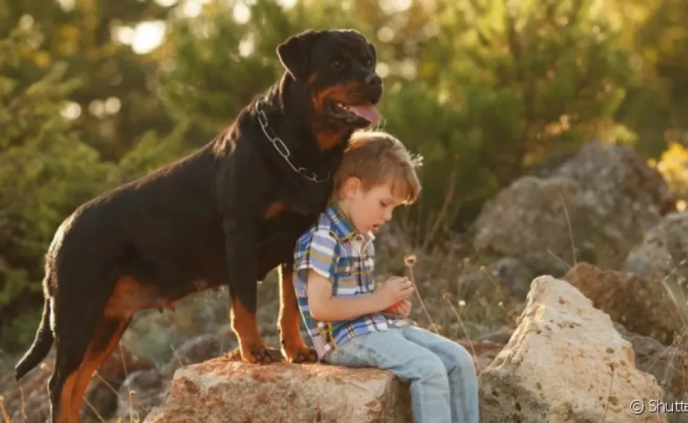 Rottweiler: temperamento e porte grande não impede que o cachorro tenha uma ótima relação com crianças e outros animais