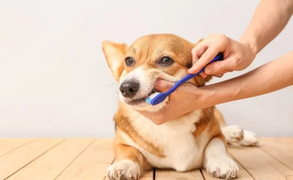 Creme dental para cachorro: um produto essencial para cuidar da saúde bucal do seu pet