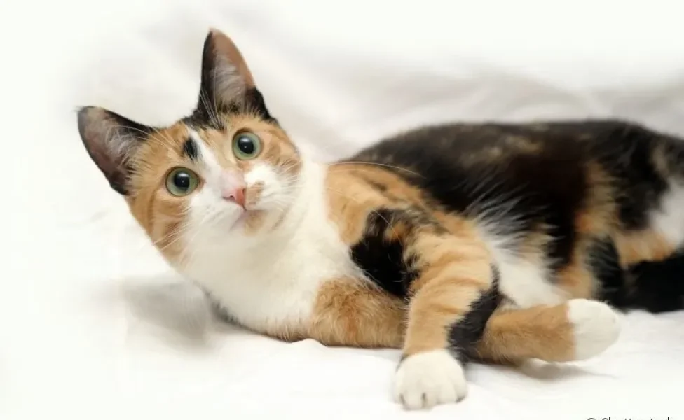 O gato tricolor tem o pelo coberto pelas cores preto, laranja e branco