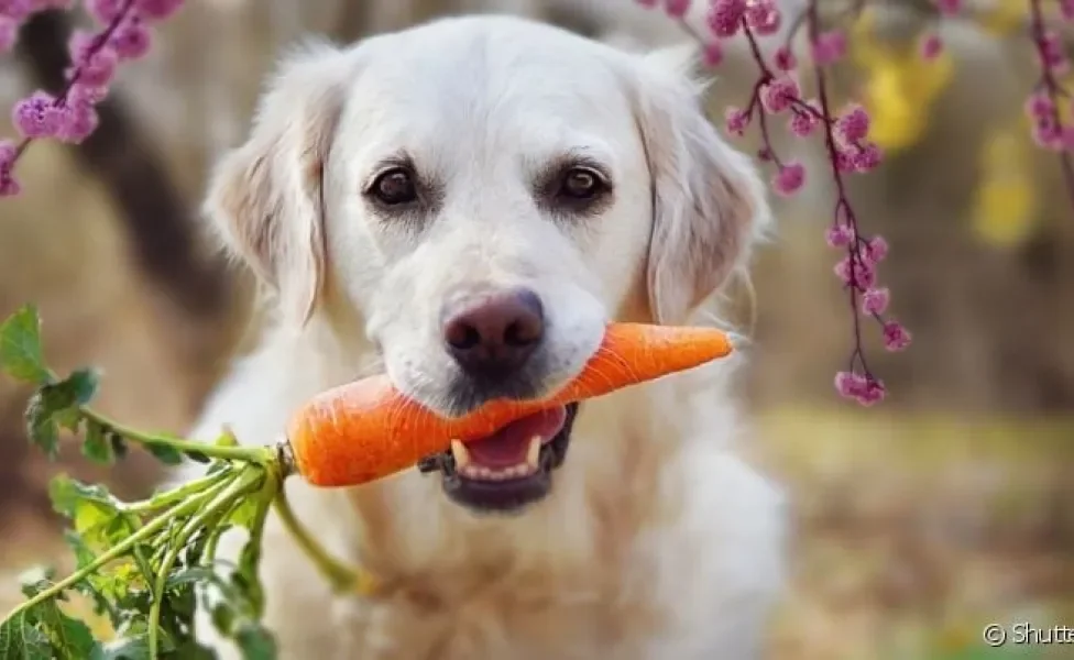 Saiba quais verduras e legumes para cachorro você pode oferecer ao seu pet sem perigo!