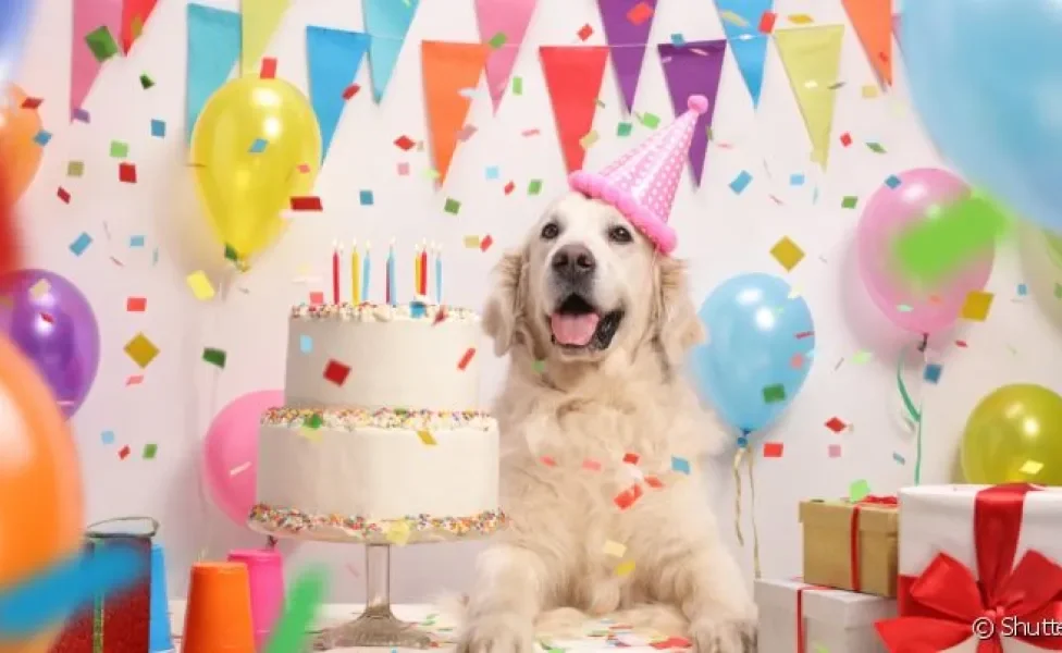 Aniversário de cachorro merece festa, mas existem uma série de cuidados que o tutor precisa saber na hora de planejar a comemoração
