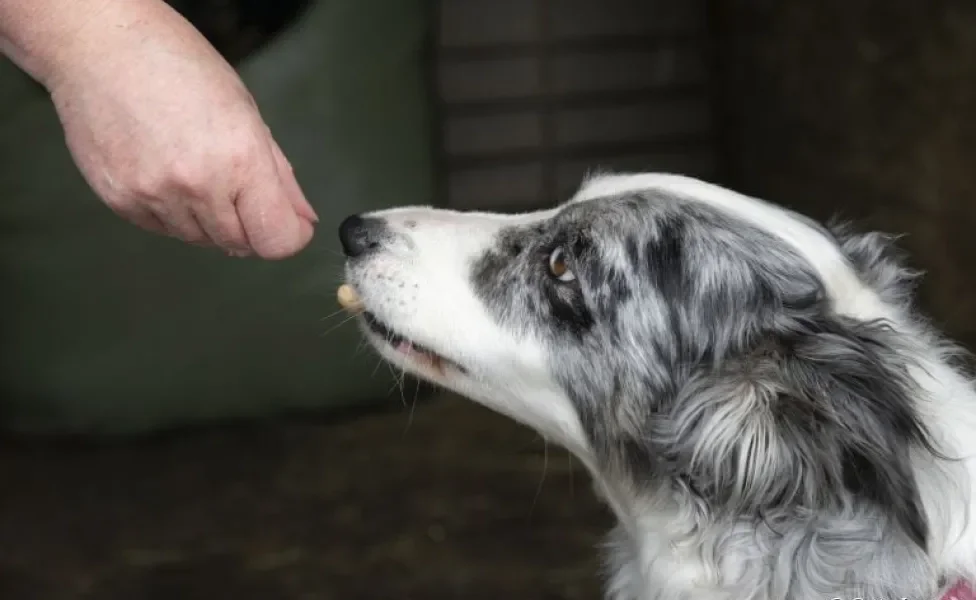 Amendoim para cachorro: saiba se o alimento é permitido e como oferecer ao seu amigo