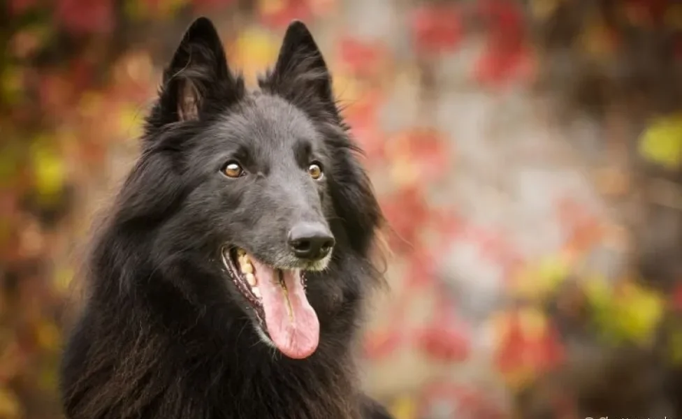 Raças de cachorro preto: Pastor Belga, Labrador, Rottweiler... veja uma lista com vários cães!