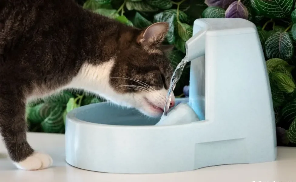 A fonte de água estimula o gato a beber mais água ao longo do dia
