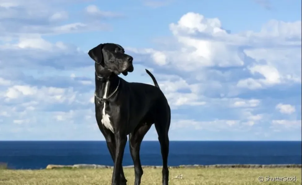 O maior cachorro do mundo é um Dogue Alemão e mede, apoiado nas duas patas posteriores, 2,26 metros